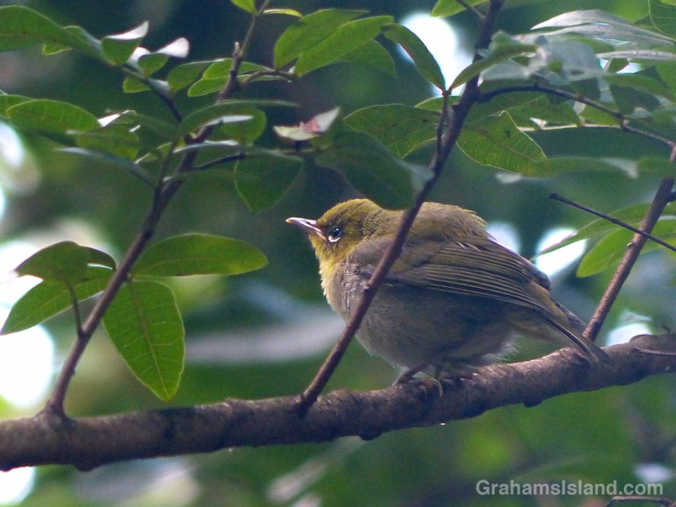 A Japanese white-eye hunkers down on a branch