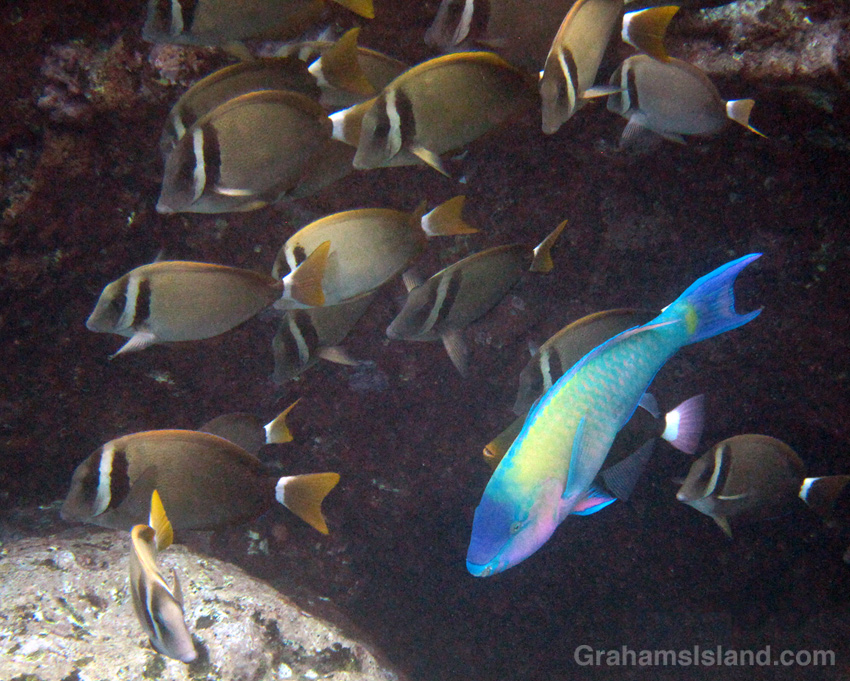 A palenose parrotfish swims with a school of whitebar surgeonfish.