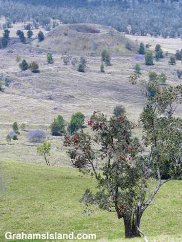 The smaller Pu'u Iki cone seem from the top of Pu'u Wa'awa'a.