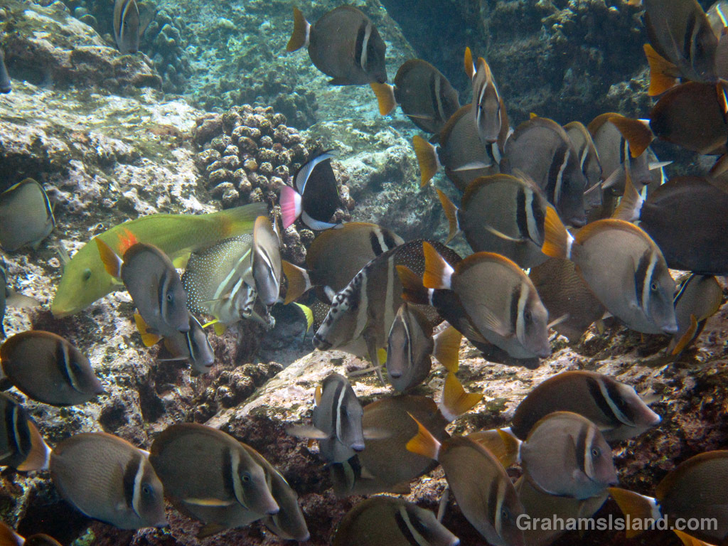 A cigarfish and pinktail triggerfish add color to a shoal of surgeonfish.