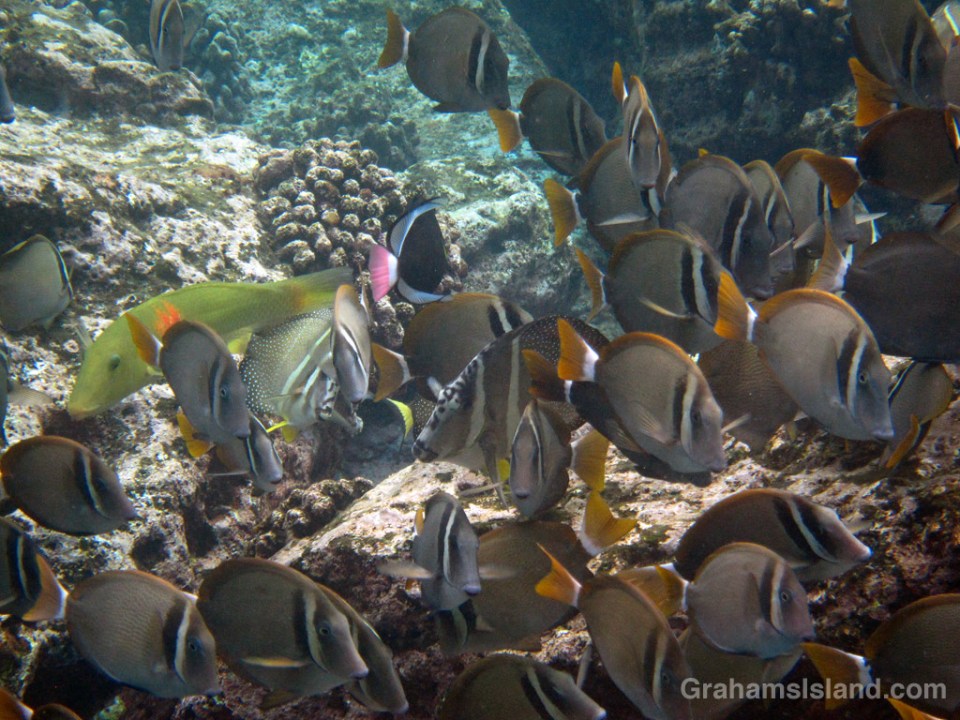 A cigarfish and pinktail triggerfish add color to a shoal of surgeonfish.