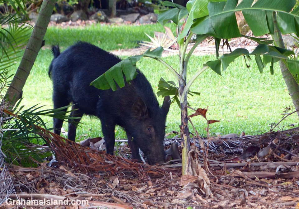 A wild pig forages for food on the Big Island