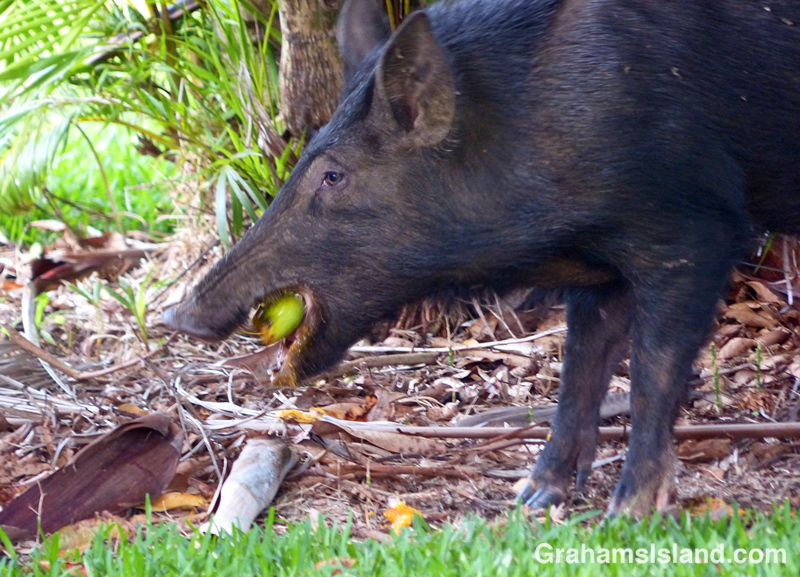 A wild pig snacks on a mango on the Big Island