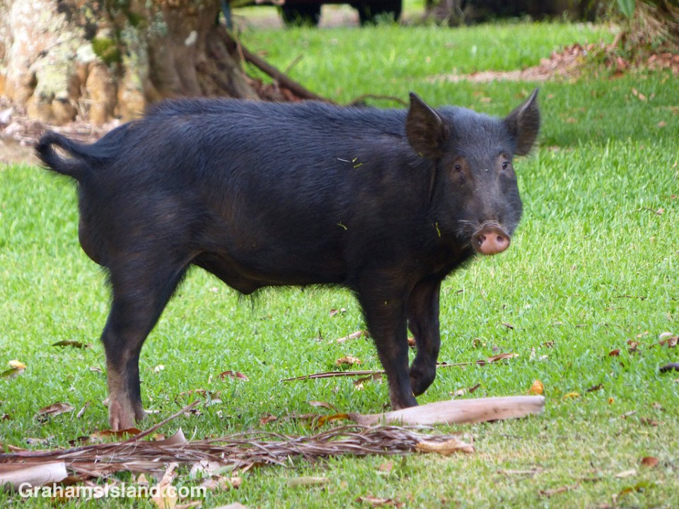 A wild pig on the Big Island