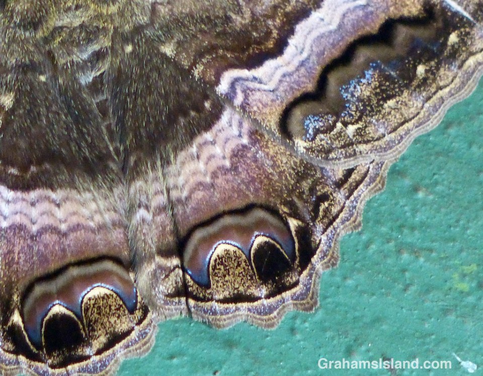 Colors and patterns on the wing of a black witch moth.