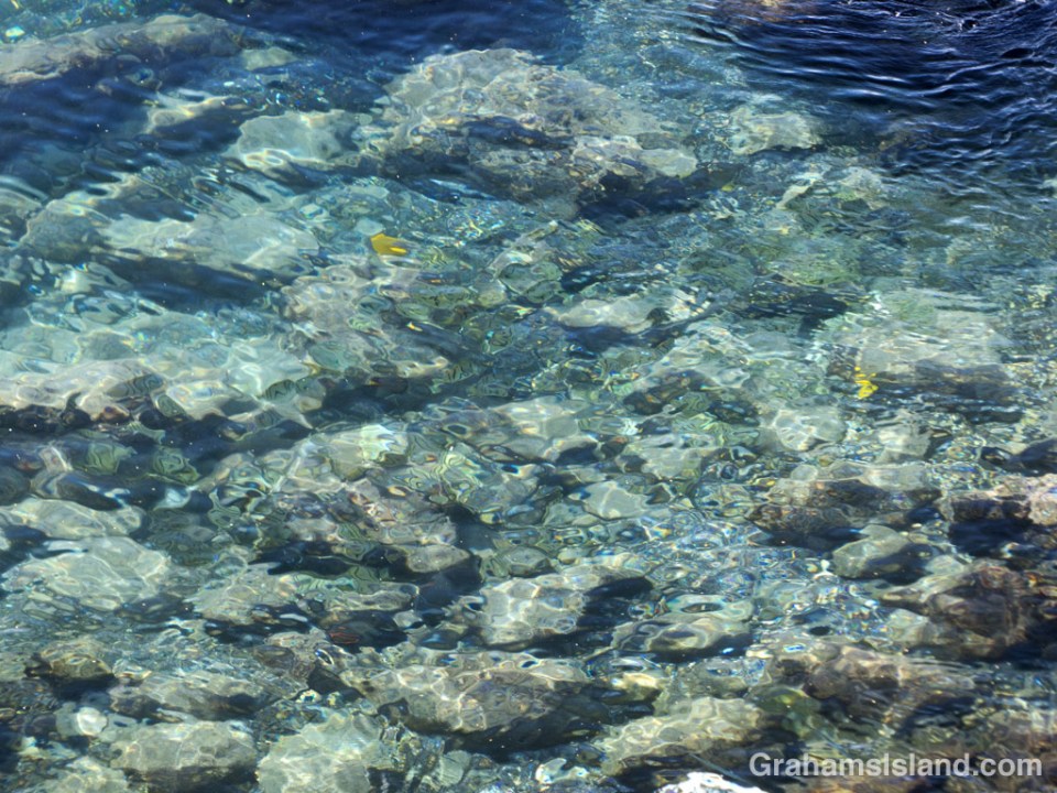 Yellow tang swim around rocks as the surface water ripples overhead.