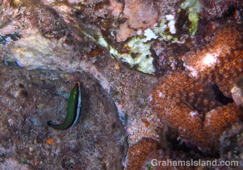 A juvenile bird wrasse.