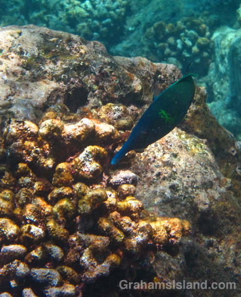 A supermale bird wrasse.