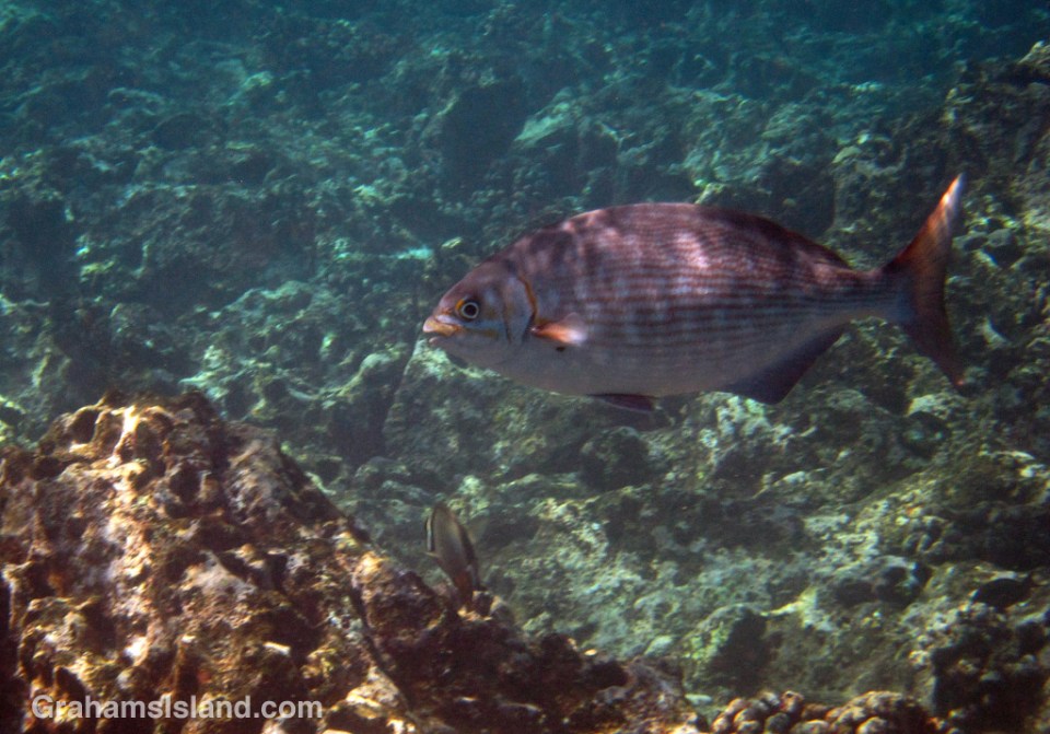 A brassy chub in the waters off the Big Island.
