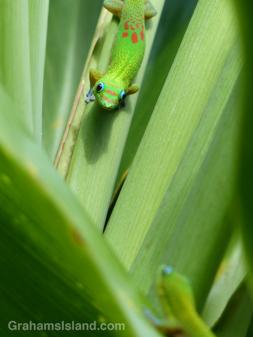 A gold dust day gecko spots another gecko on the Big Island