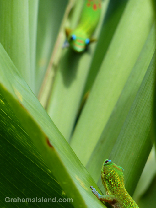 A gold dust day gecko spots another gecko on the Big Island