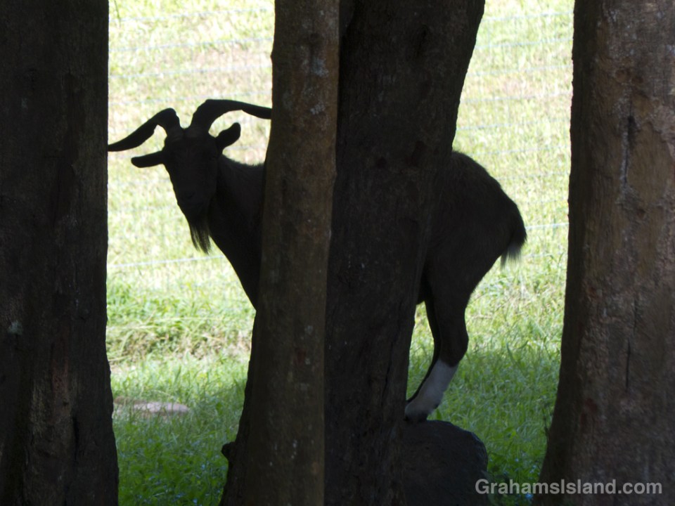 A goat peers through trees on the Big Island.