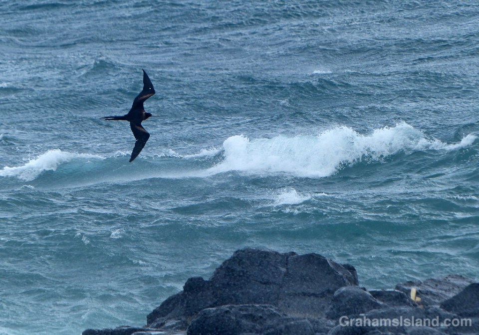 A great frigatebird angles into the winds of tropical storm Darby.