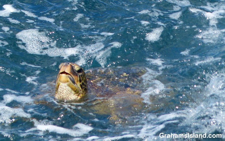 Green Turtle