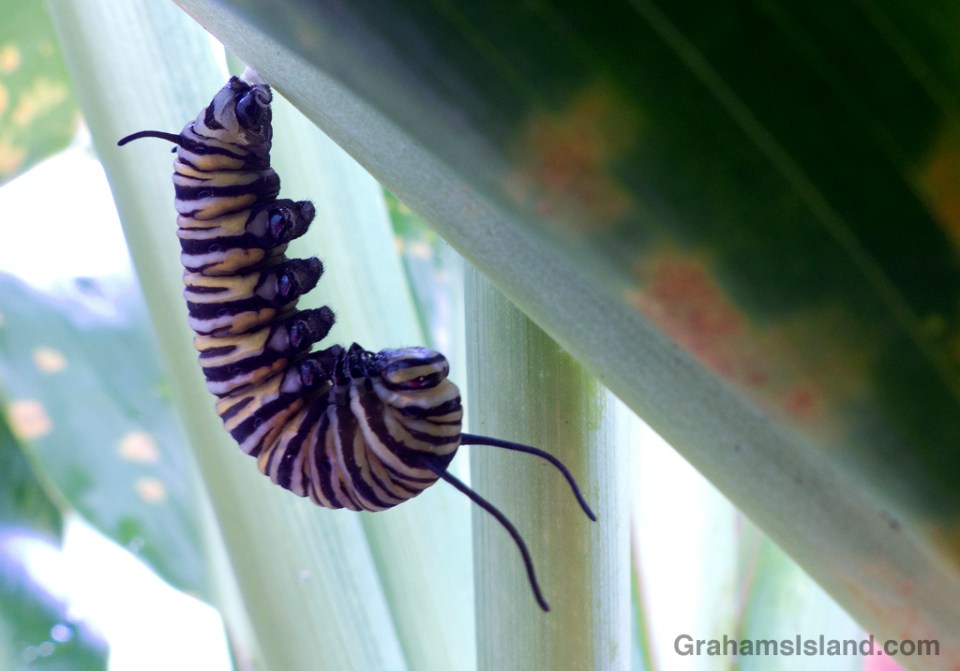 A Hawaiian monarch butterfly caterpillar preparing to pupate.