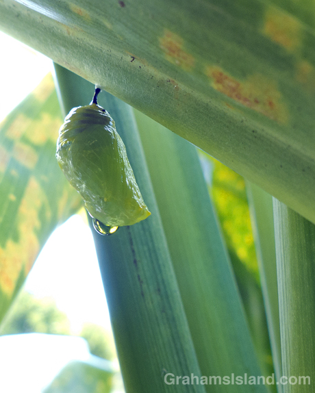 A Hawaiian monarch chrysalis attached to a ti leaf