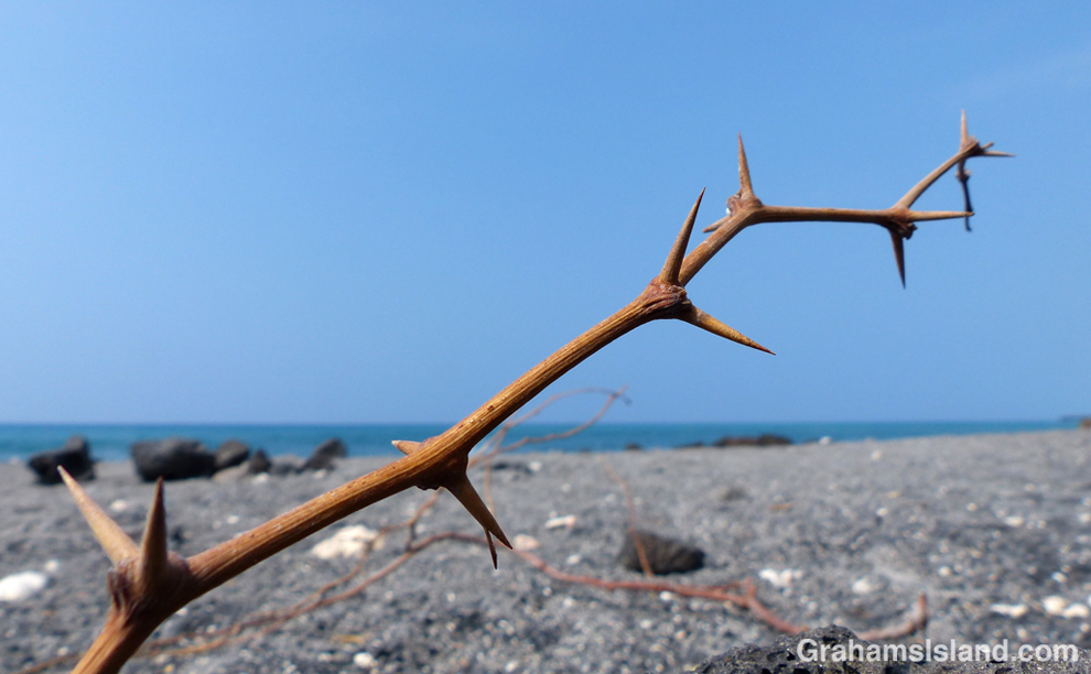 Kiawe thorns on a Big Island beach.