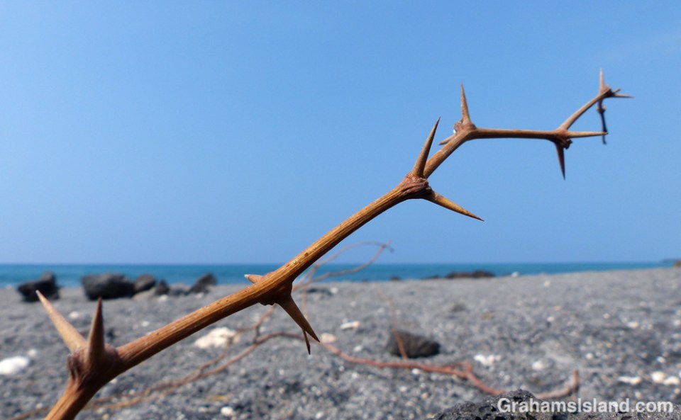 Kiawe thorns on a Big Island beach.