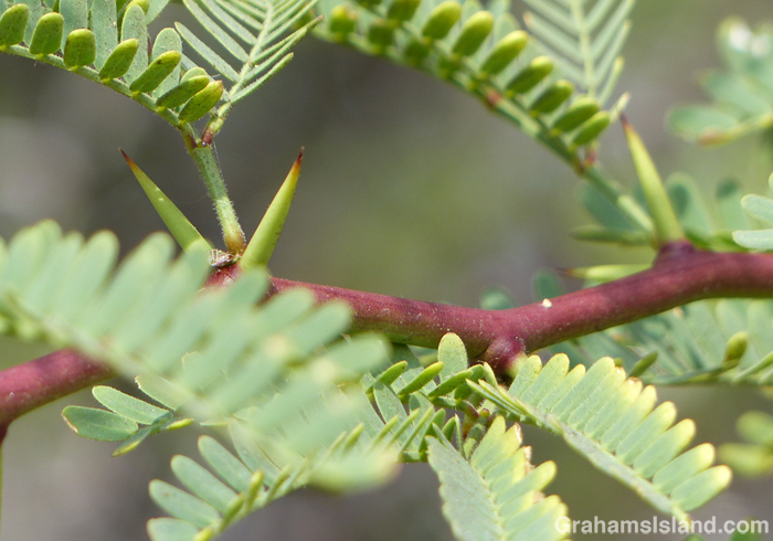 Kiawe thorns growing on a tree on the Big Island.