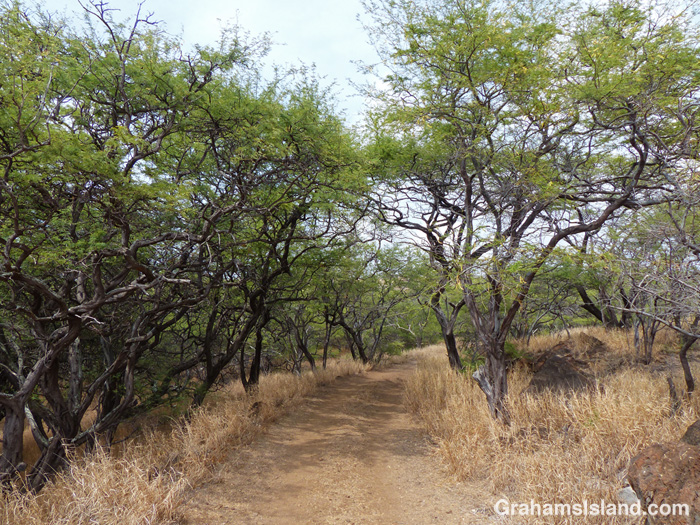 A stand of kiawe trees bordering a trail on the Big Island.