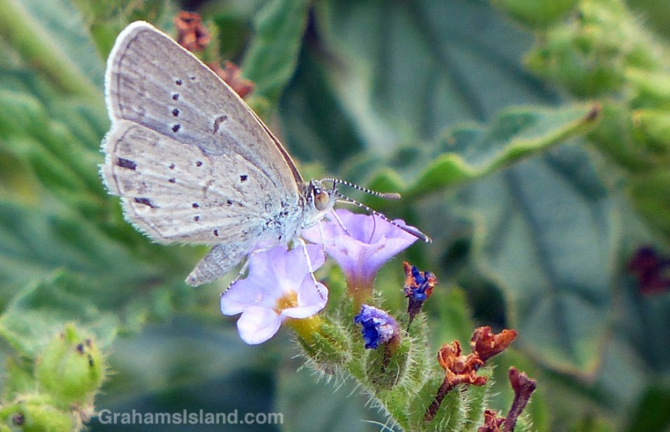 A lesser grass blue butterfly takes a drink from a small purple flower.