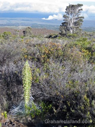 A silversword blooming on Mauna Loa with Pu'u O'o vent erupting in the background.