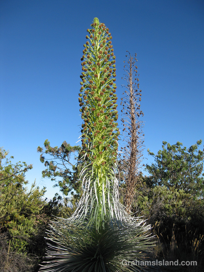 A silversword blooms on Mauna Loa.