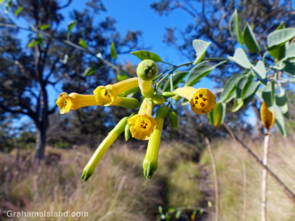 Tree Tobacco (Nicotiana glauca) heralds from South America, but in Hawaii, it’s an invasive species.