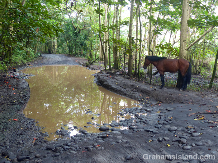 A horse stands by a pool in the road to the beach at Waipi'o Valley
