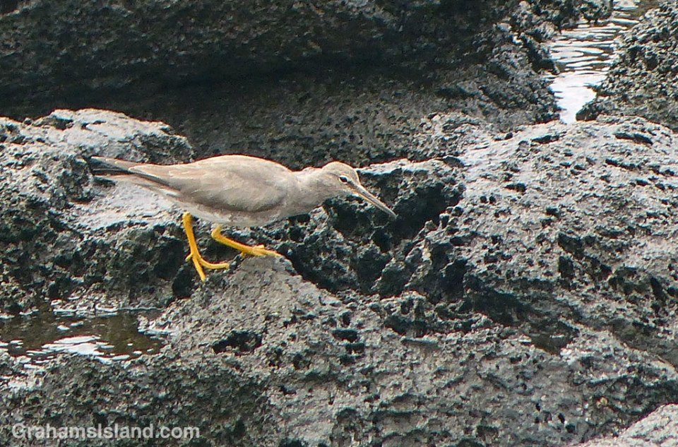 A wandering tattler on the Big Island.