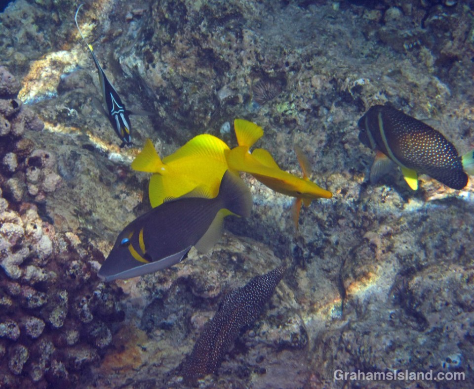 A whitemouth moray eel with a lei triggerfish, yellow tang, moorish idol and whitespotted surgeonfish.