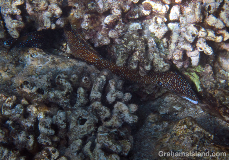 A Whitemouth Moray Eel between two coral heads.