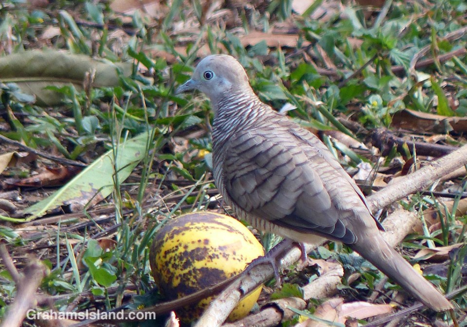 A zebra dove contemplates a ripe mango.
