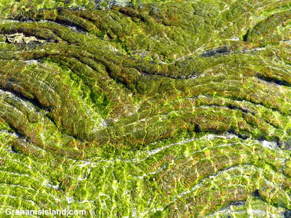 Folds of lava in a tide pool