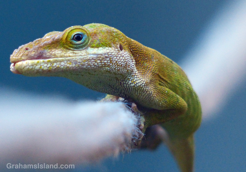 A green anole hangs onto a line.