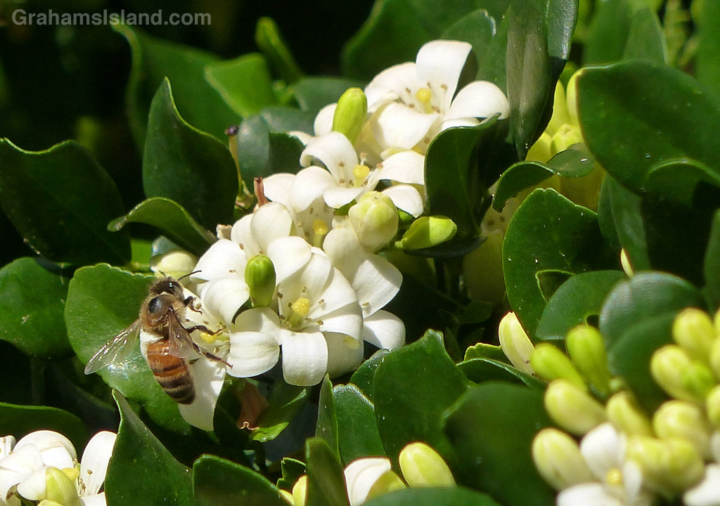 A bee forages through the blooms of a mock orange.