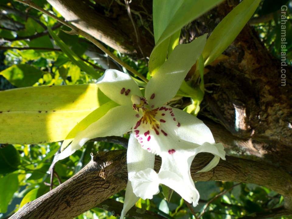 A Degarmoara Winter Wonderland 'White Fairy' orchid grows in the branches of a mandarin orange tree.