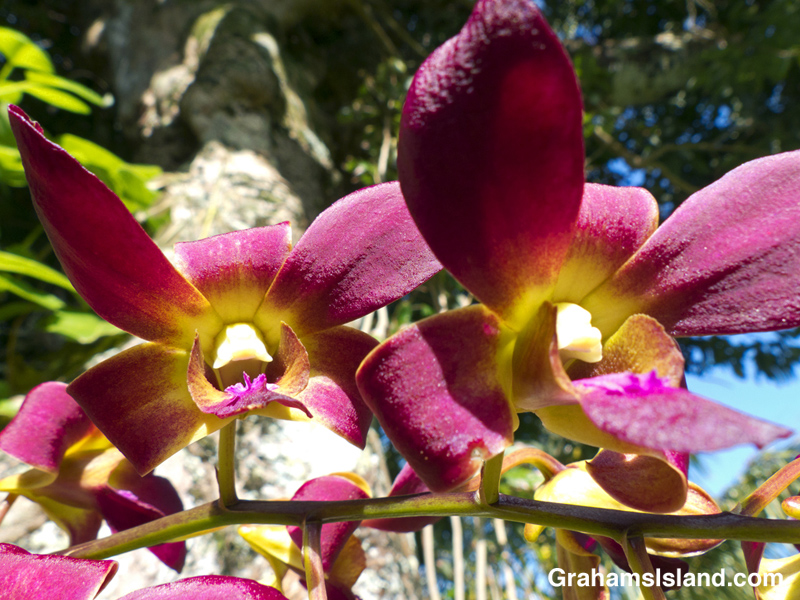 A denobrium orchid growing on a lychee tree.