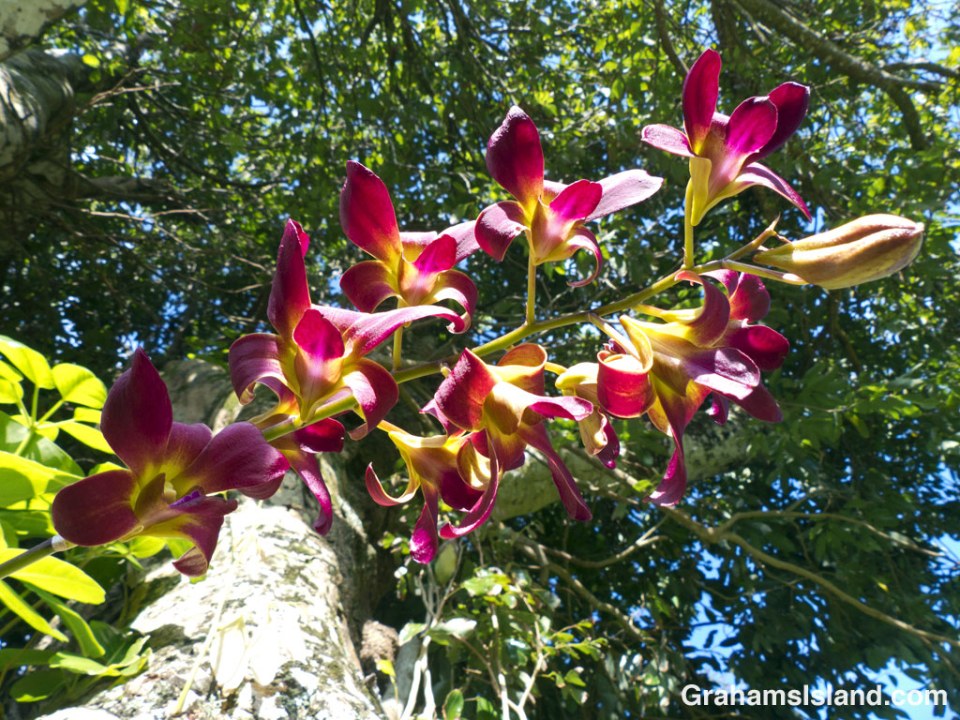 A denobrium orchid growing on a lychee tree.