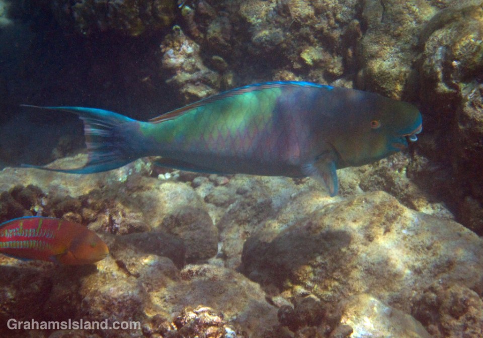 An ember parrotfish and christmas wrasse.
