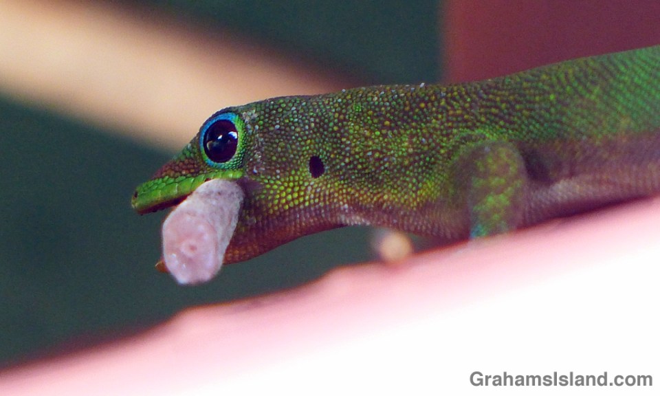 A gold dust day gecko with a trophy from a fight.