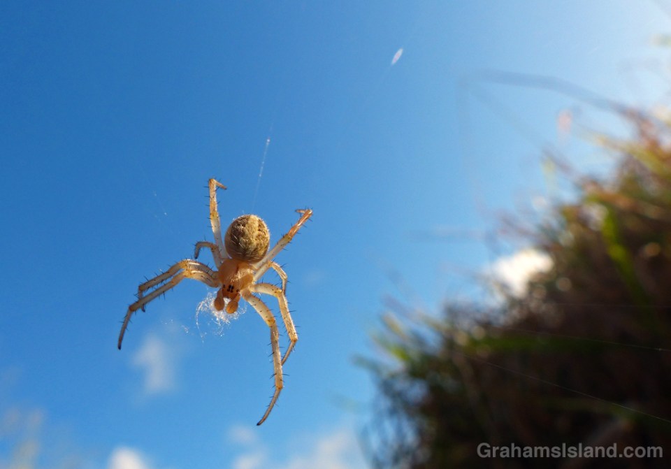 A neoscona theisi spider on the Big Island.