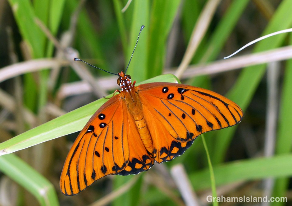 A passion vine butterfly takes a break
