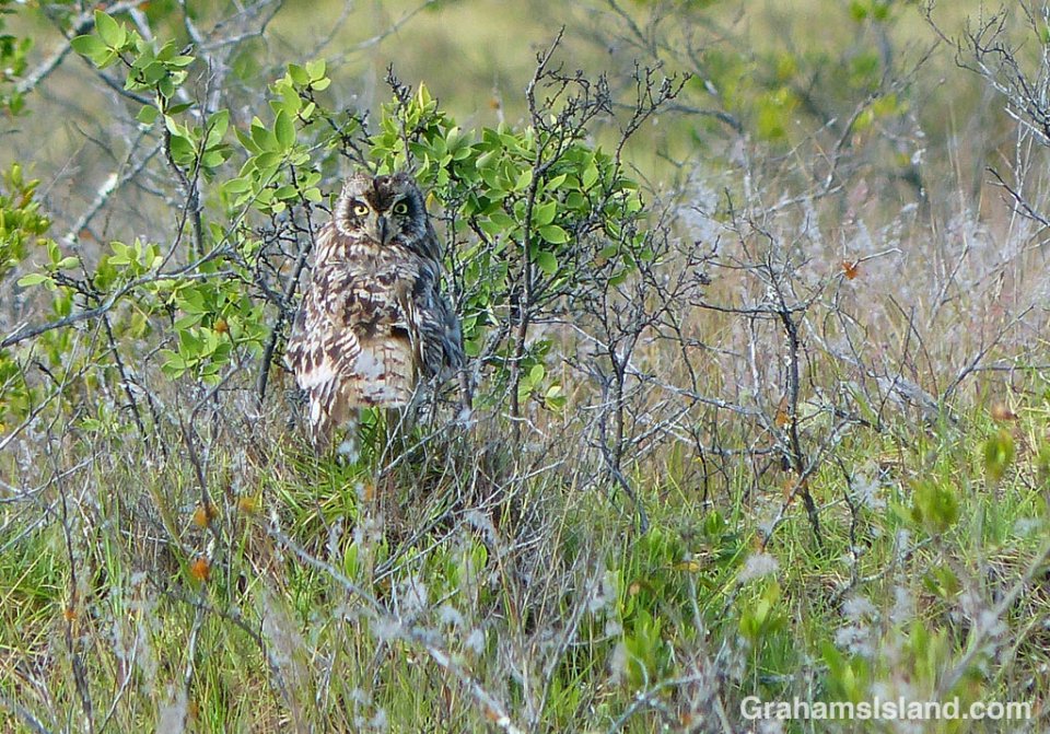 A Pueo, or Hawaiian short-eared owl, on the Big Island