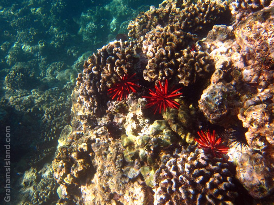 Red pencil urchins add striking color to the reef