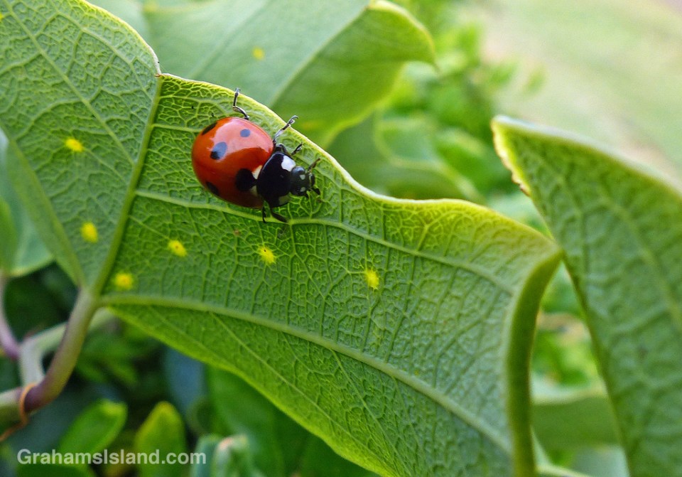 A seven-spotted lady beetle on a passion vine.