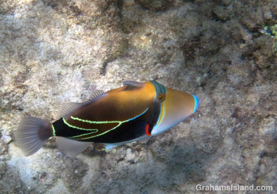 The Humuhumu-nukunuku-ā-pua-a is the state fish of Hawaii