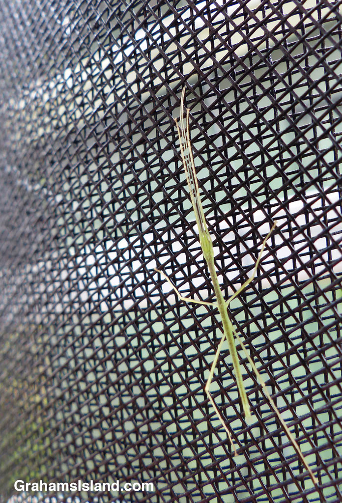 A young stick insect clings to some mesh.