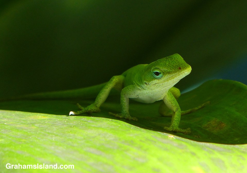 This green anole is keeping a watchful eye out from the shade of a ti plant.