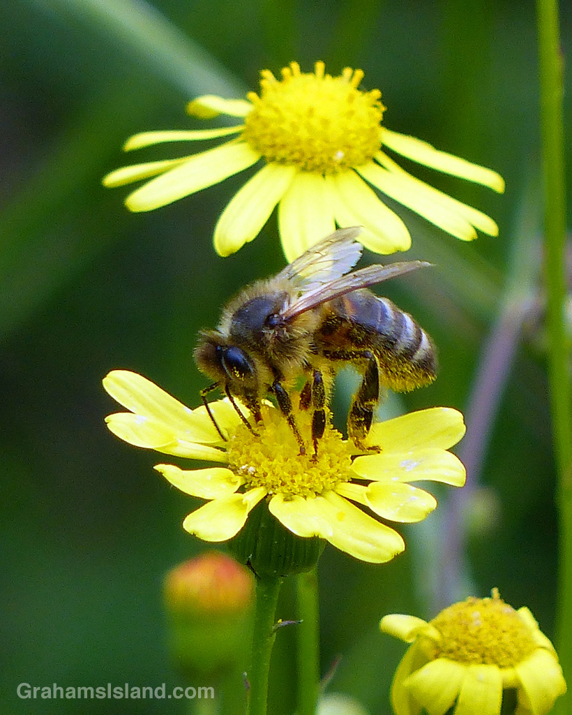 A honey bee on a fireweed flower on the Big Island